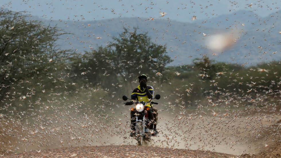 الجراد يجتاح إثيوبيا