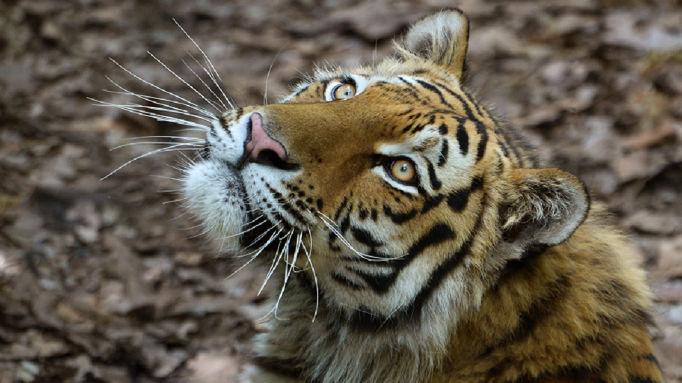 الهند.. لبوة تمزق راعيا قرب محمية طبيعية