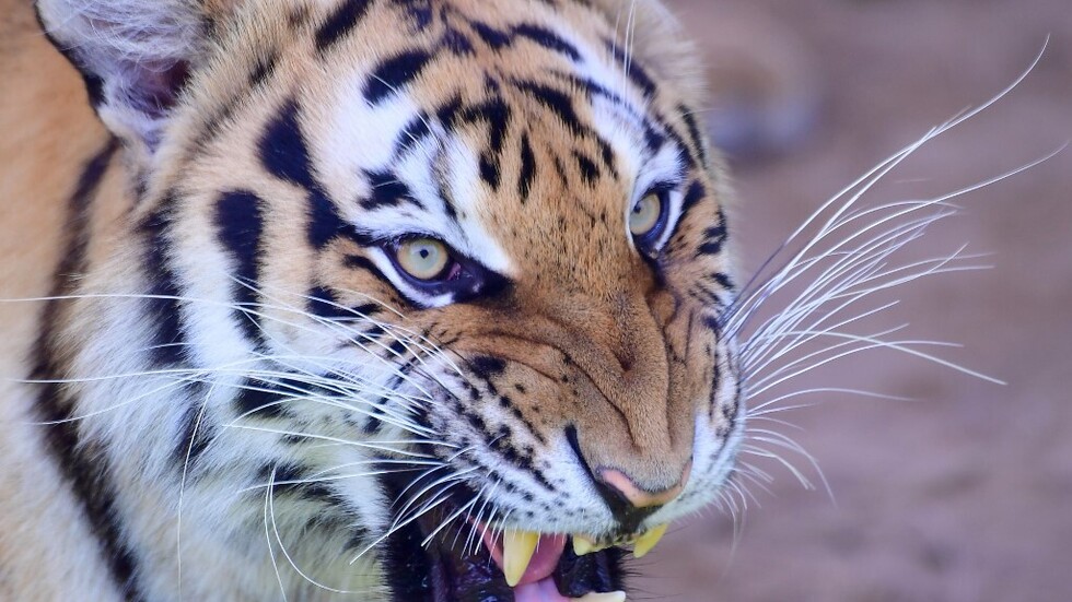 الهند... أسر نمر قتل 8 أشخاص