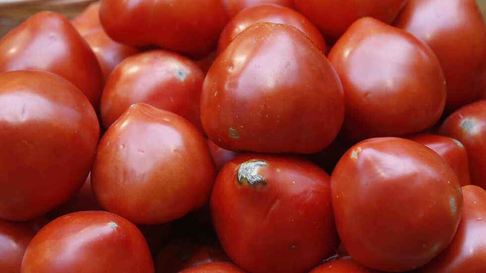 روسيا تحظر استيراد طماطم من المغرب