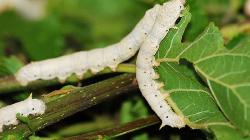 ديدان القز في مواجهة فيروس كورونا