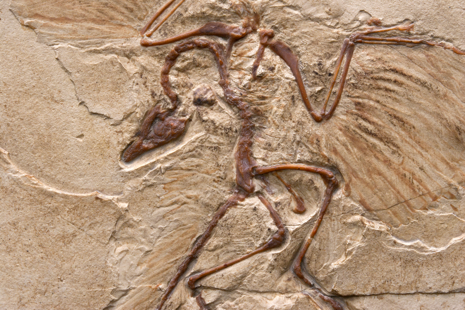 اكتشاف أنواع جديدة من الديناصورات ثنائية الأصابع بلا أسنان تشبه ببغاء عملاقا