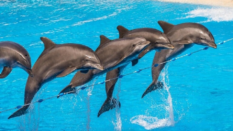 شركة أمريكية تصمم دلافين آلية تنوب عن الحيوانات الأسيرة