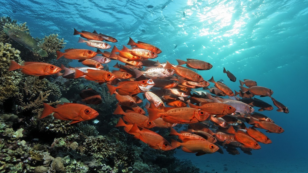 انخفاض حاد بعدد الشعاب المرجانية في الحاجز المرجاني العظيم