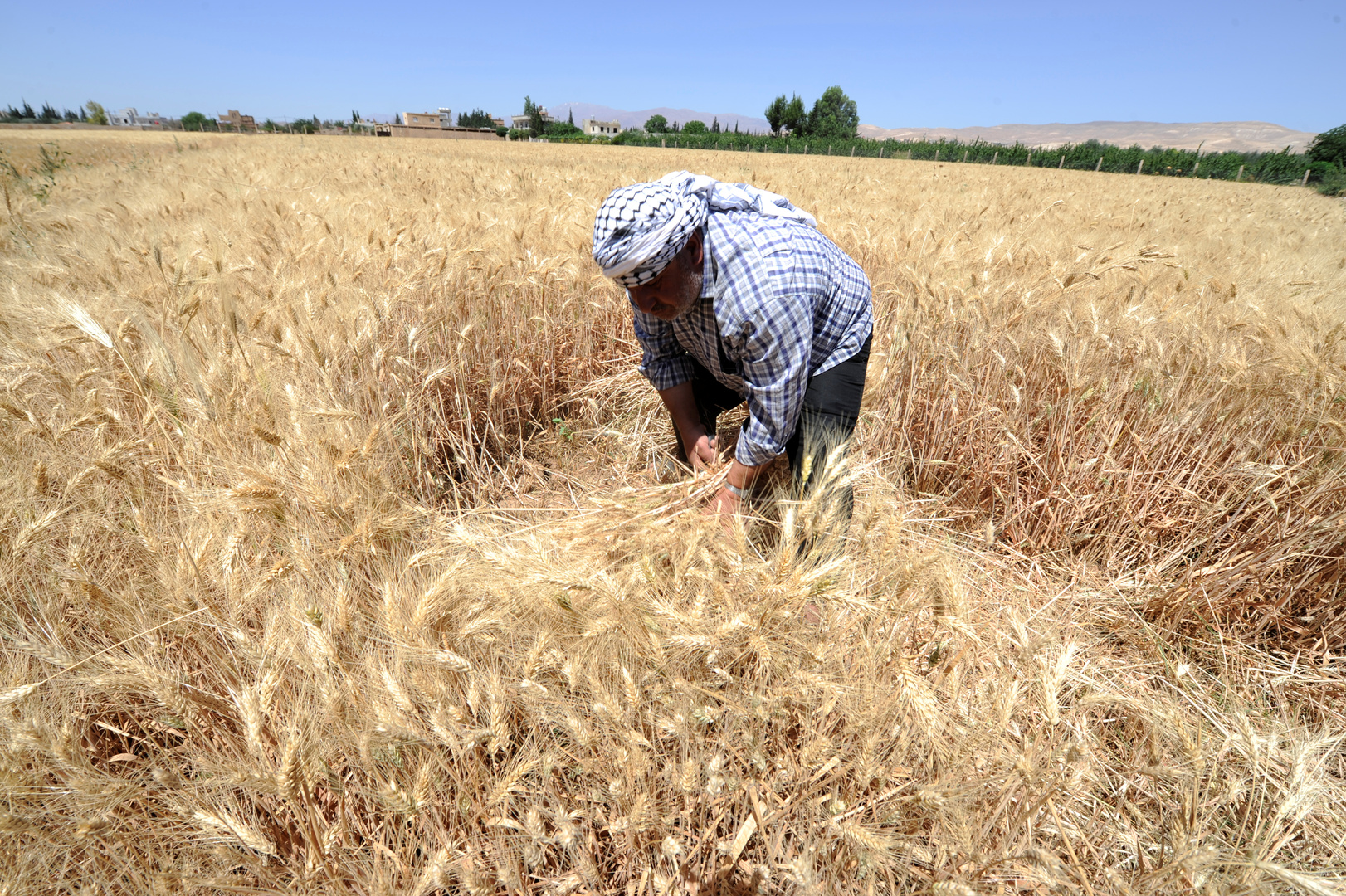 رئيس الوزراء السوري: كمية القمح المشتراة لا تكفي سوى 1.5 شهر