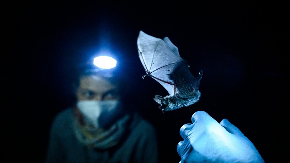 اكتشاف فيروسات تاجية في الخفافيش بروسيا