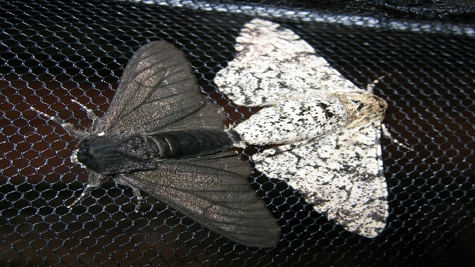 إنزيم موجود لدى حشرة العث قد يخلص الأرض من كارثة بيئية