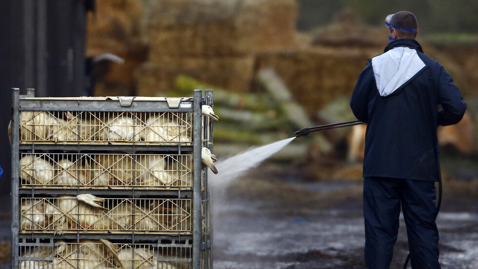 الحكومة البريطانية تعلن اكتشاف بؤرة لإنفلونزا الطيور