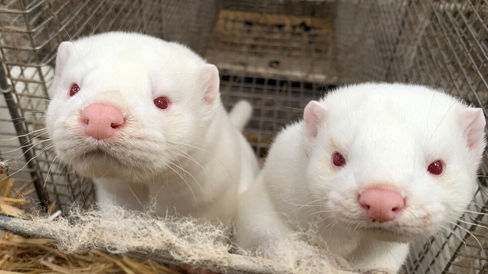 الدنمارك تقيد حركة الأشخاص بعد تحول فيروس كورونا لدى حيوانات المنك