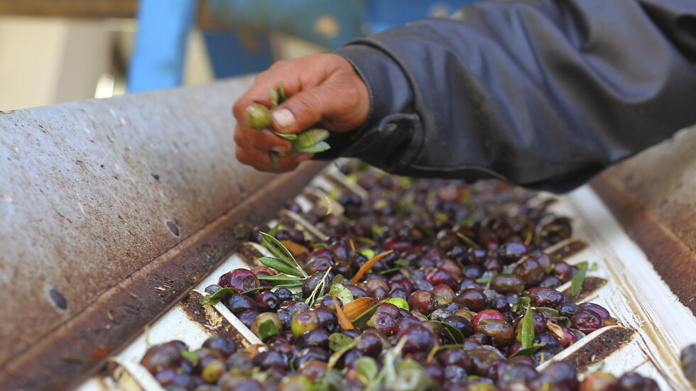 من زيت الزيتون السوري إلى الهريسة التونسية.. منتجات عربية متميزة تغتنم فرصة لتوسيع وجودها في الصين