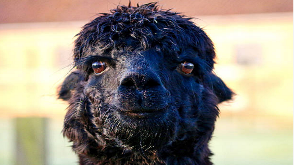 هل يمكن أن يكون اللاما هو المفتاح لـ