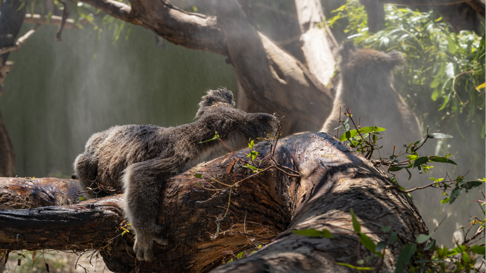 اكتشاف نوعين جديدين من ثدييات مميزة في أستراليا!