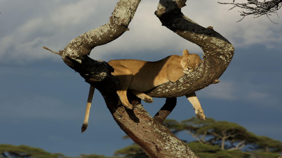 كم من الوقت قد تستمر معظم الأنواع قبل أن تنقرض؟