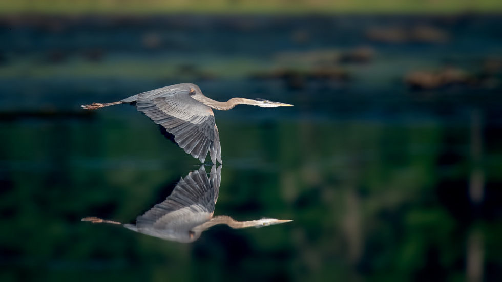 صورة غير مألوفة تظهر ثعبانا يتدلى من معدة مالك الحزين في الجو!