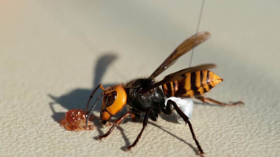 واشنطن.. إزالة عش دبابير سامة سكنته 200 ملكة