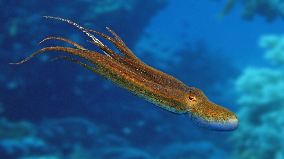 فيديو عن أحد المخلوقات