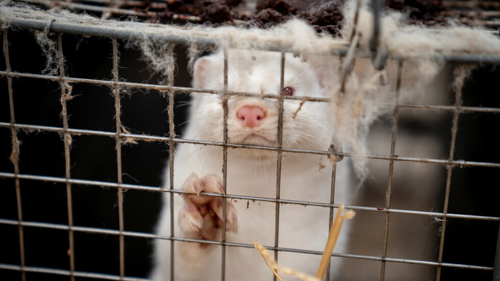 دولة أوروبية أخرى تسجل إصابات بكورونا المنك