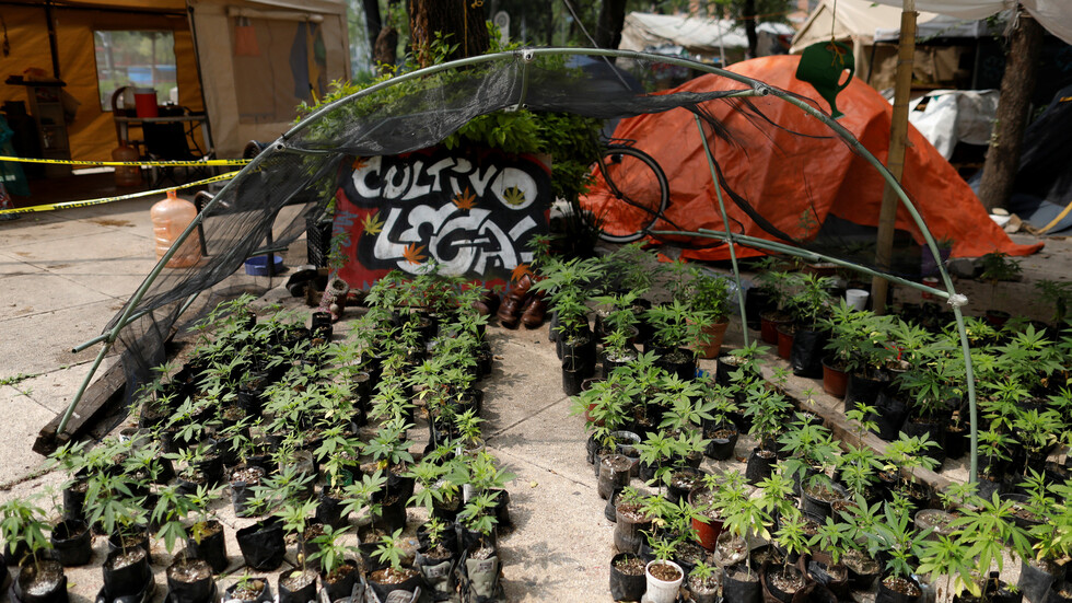 مجلس الشيوخ المكسيكي يبدأ دراسة مبادرة لشرعنة الماريجوانا