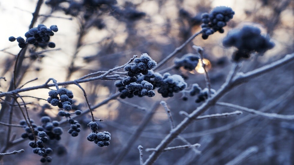 فوائد عصير النبتات لإسكات فيروس كورونا