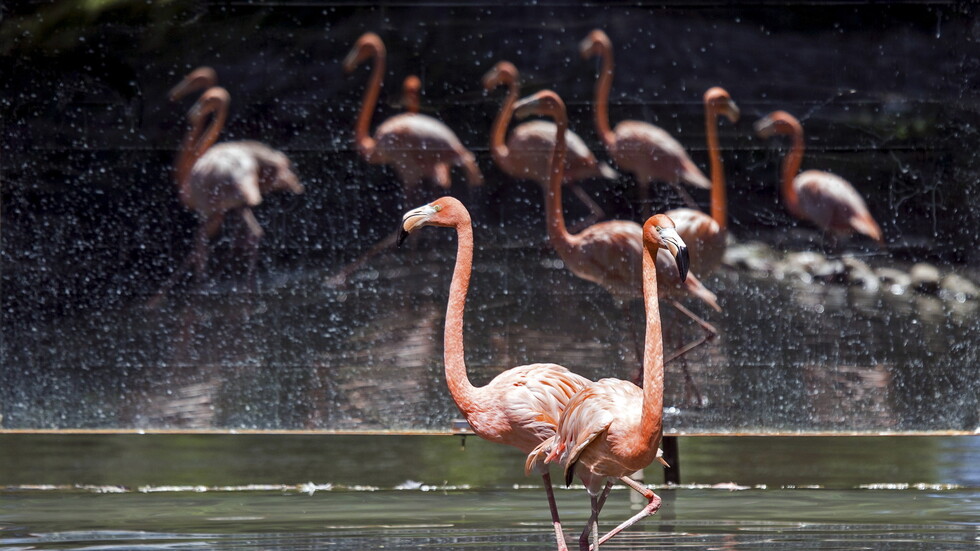 بالصور.. اعتداء في سماء لبنان على أجمل الطيور في العالم