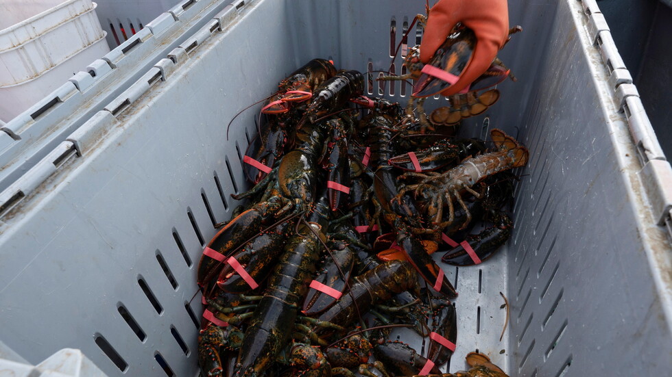 صغار جراد البحر توقع وزيرا إندونيسيا في ورطة