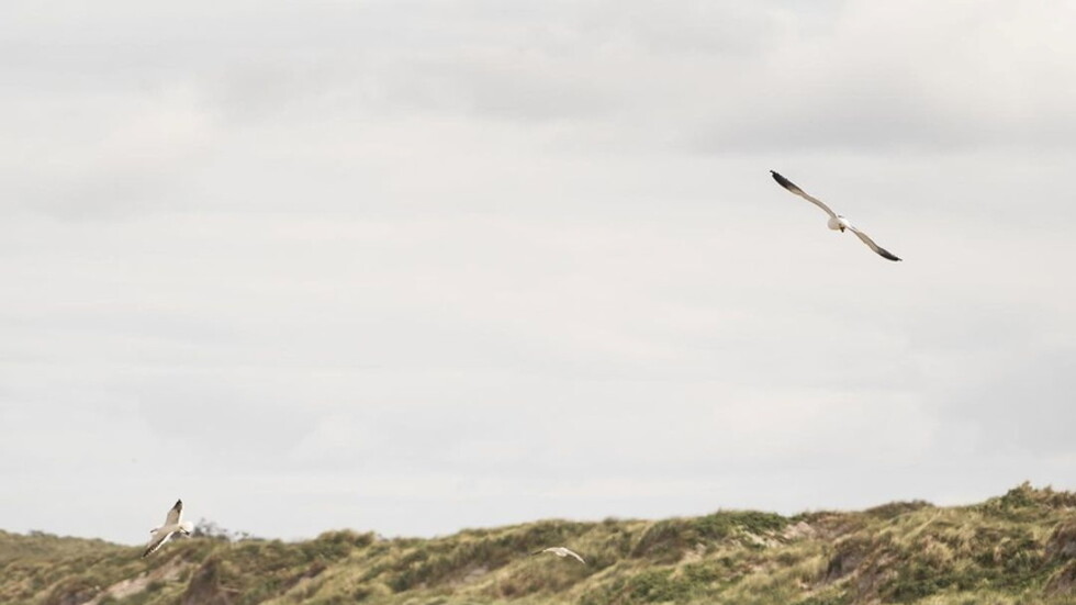 نفوق أكثر من 120 حوتا في جزر تشاتام بنوزيلندا