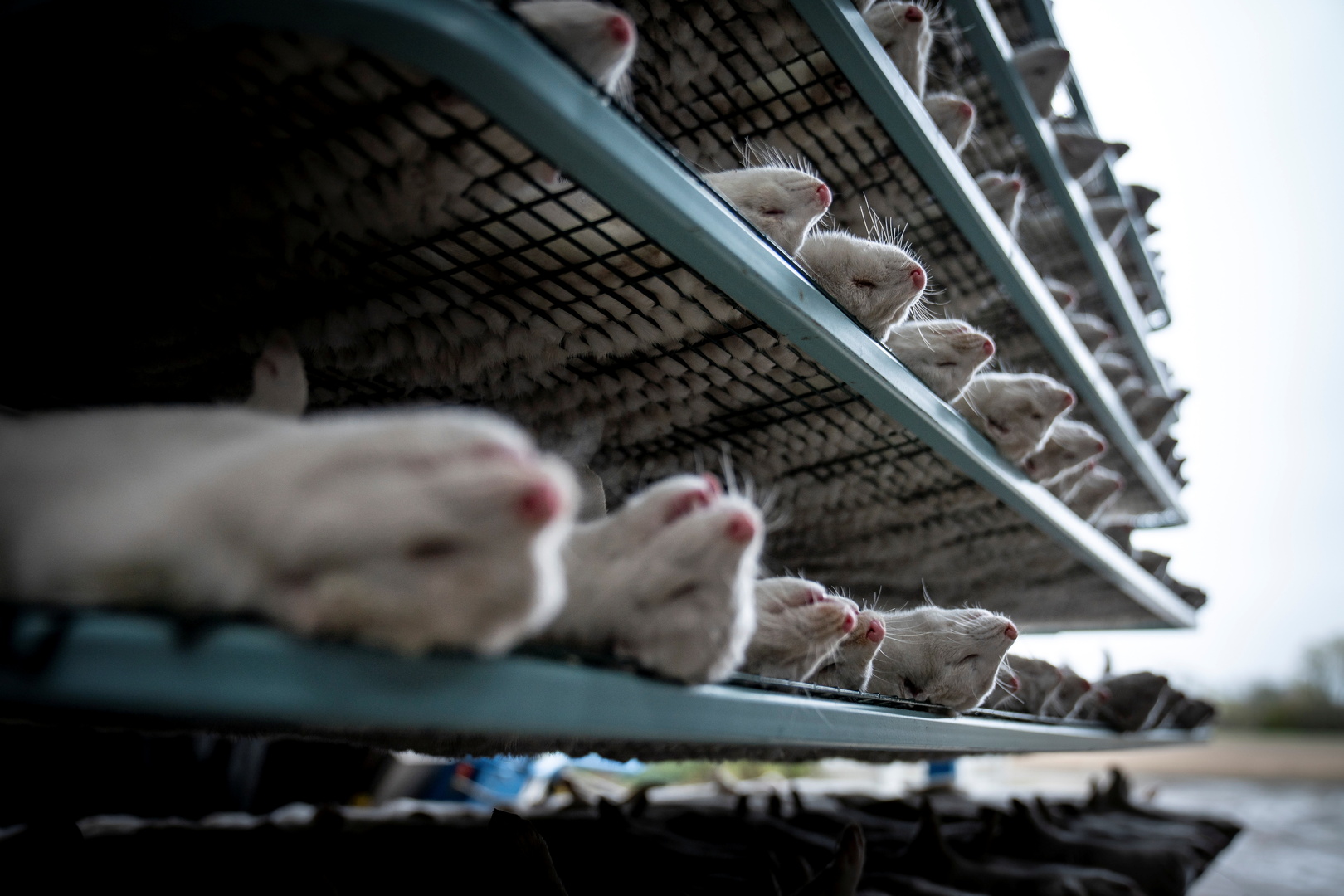 الدنمارك عن قرار إعدام ملايين حيوانات المنك بسبب كورونا: ارتكبنا خطأ