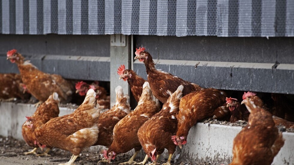هل يمكن لرذاذ الأنف المليء بأجسام مضادة من الدجاج أن يعطي مناعة ضد 