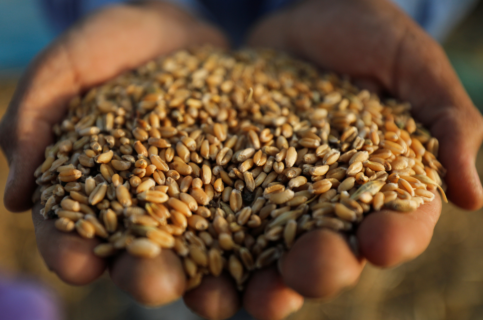 مصر تشتري آلاف الأطنان من القمح الروسي