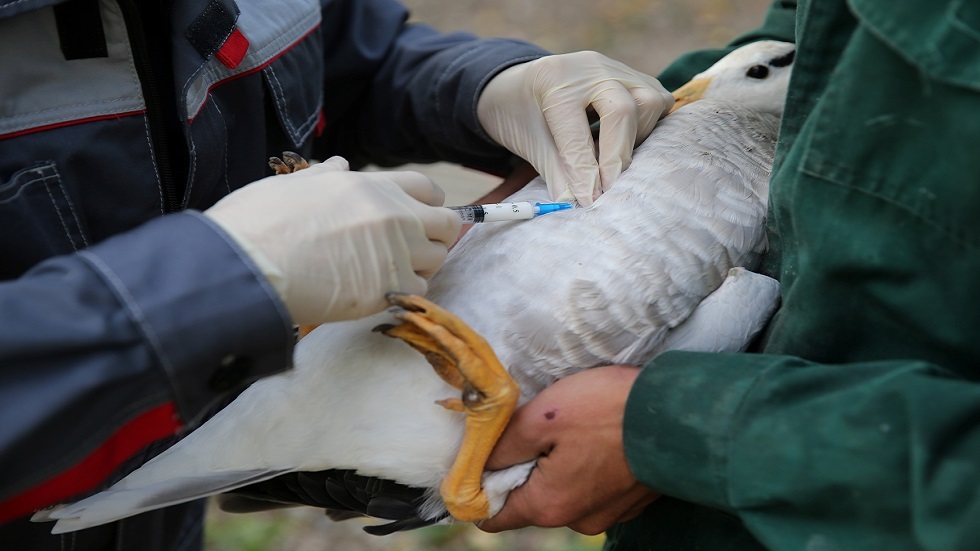 كوريا الجنوبية تعلن تفشي إنفلونزا الطيور في مزرعة بط