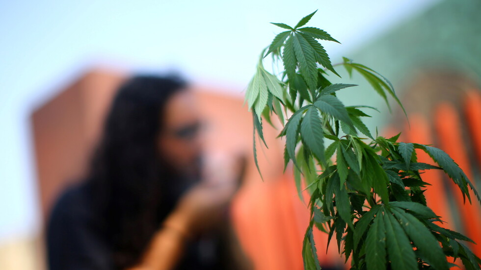 الأمم المتحدة تزيل الماريجوانا من قائمة العقاقير الأكثر خطورة في العالم