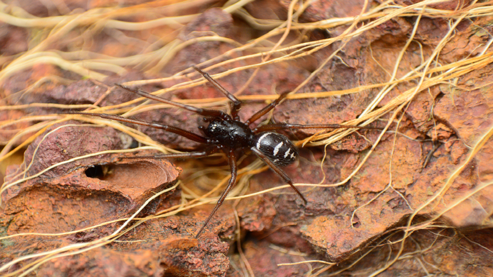 علماء يؤكدون أن لدغات عنكبوت معين تحقن مادة أسوأ من السم!