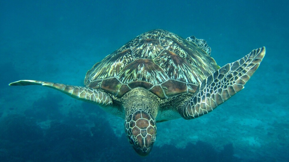 صيادون ينقذون سلحفاة بحرية من سمكة قرش جائعة - فيديو