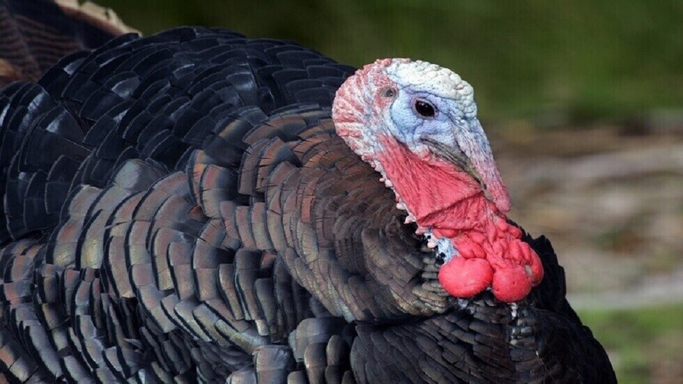 بريطانيا.. إعدام 30 ألف ديك رومي