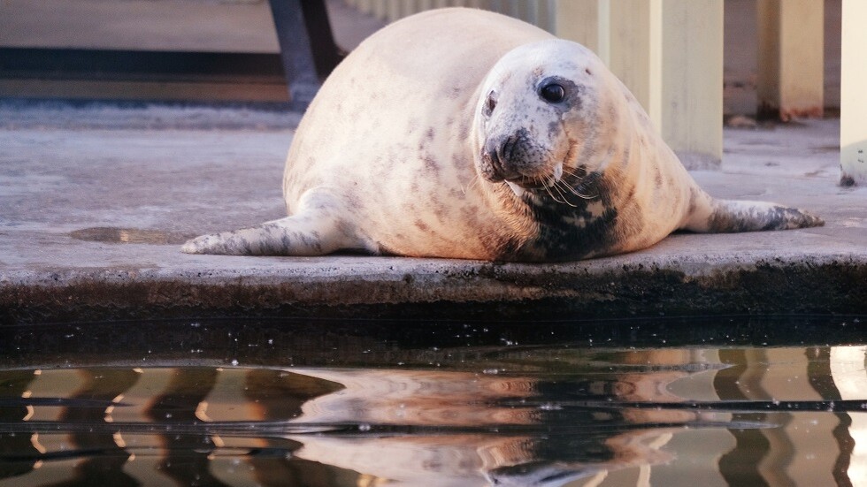 روسيا.. العثور على حيوانات فقمة نافقة على شواطئ قزوين