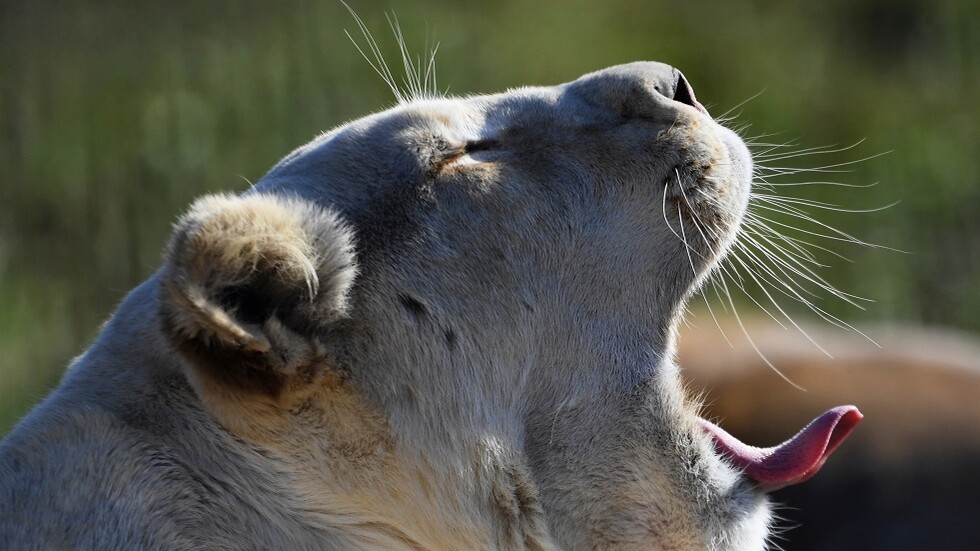 مدير حديقة الحيوانات في برشلونة يعلن إصابة أسودها بكورونا