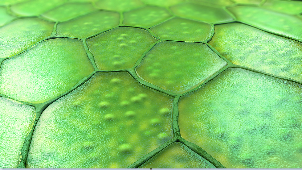 اكتشاف غير متوقع يختبئ داخل الخلايا النباتية!