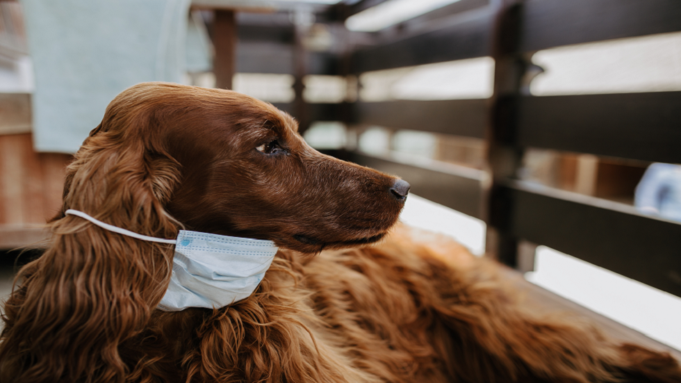 دراسة تزعم الكشف عن أدلة جديدة على أن بعض الكلاب يمكنها اكتشاف 