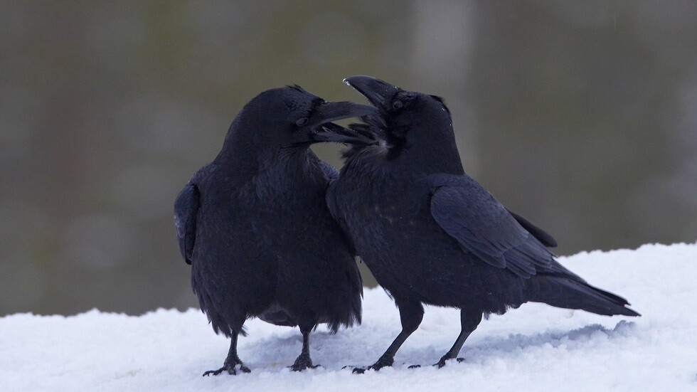 تقييم كمي لذكاء الغربان