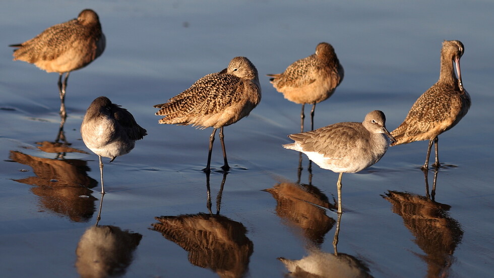 إنفلونزا الطيور تغزو اليابان وكوريا الجنوبية.. والإعدامات بالملايين!