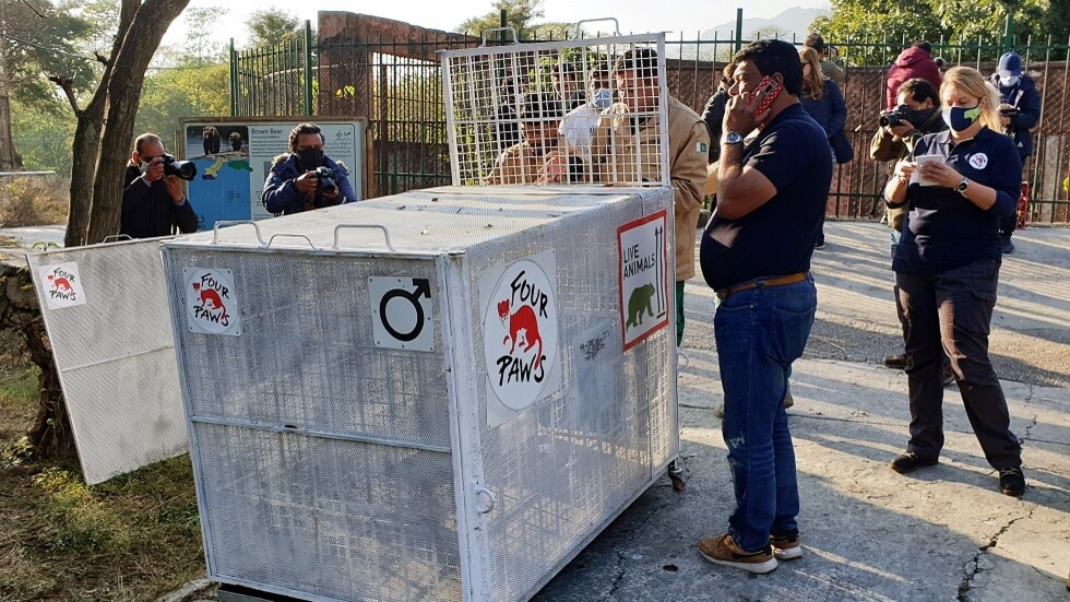 نقل زوجين من الدببة من حديقة الحيوان في إسلام أباد إلى محمية بالأردن (صور)