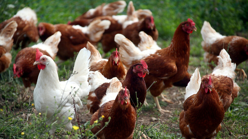 حريق في فلوريدا يقضي على 240 ألف دجاجة