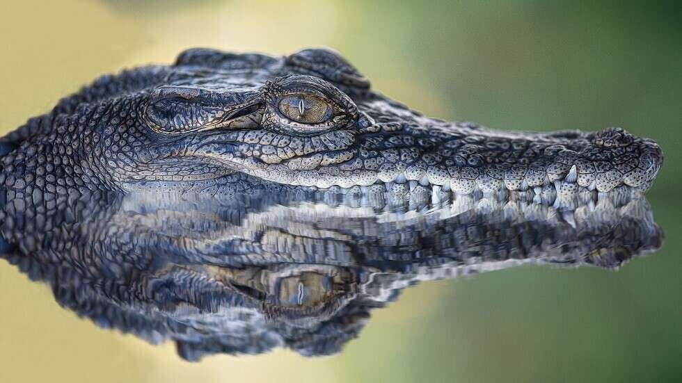 اكتشاف نوع جديد من التماسيح يعود إلى عصر ما قبل التاريخ يلقب بـ