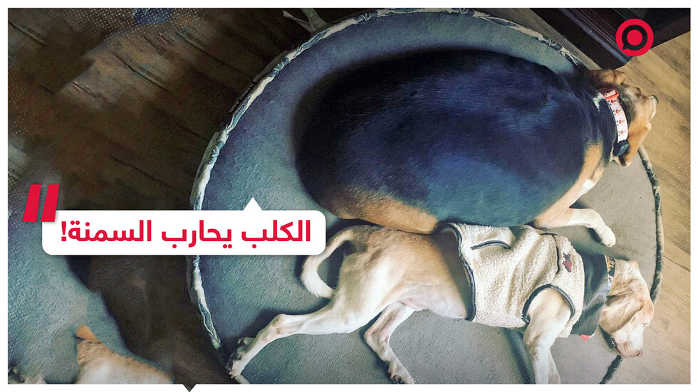 الكلب السمين