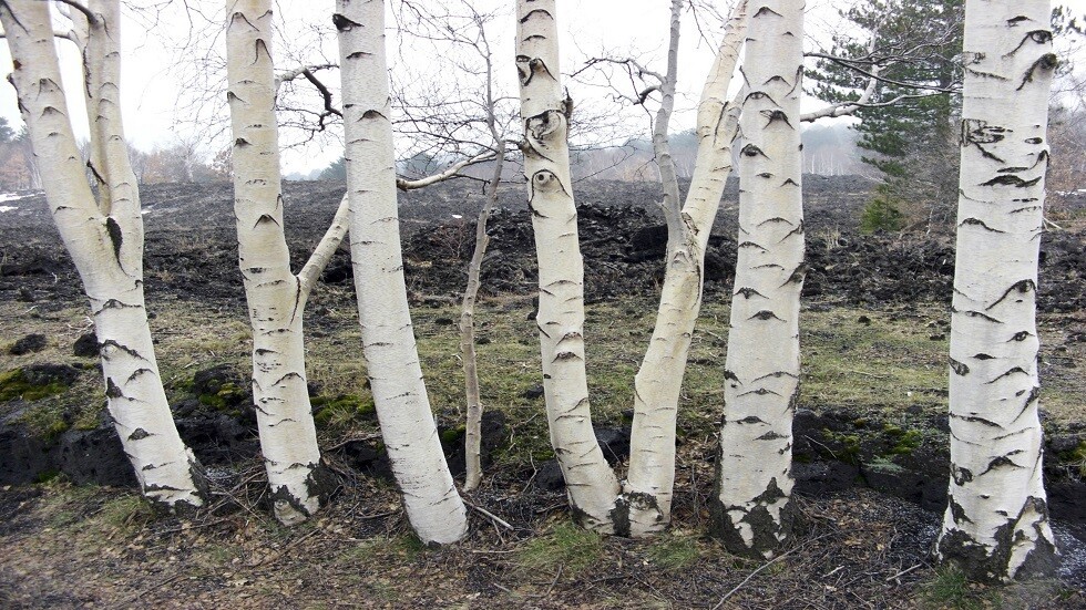 أشجار البتولا من دون لحاء