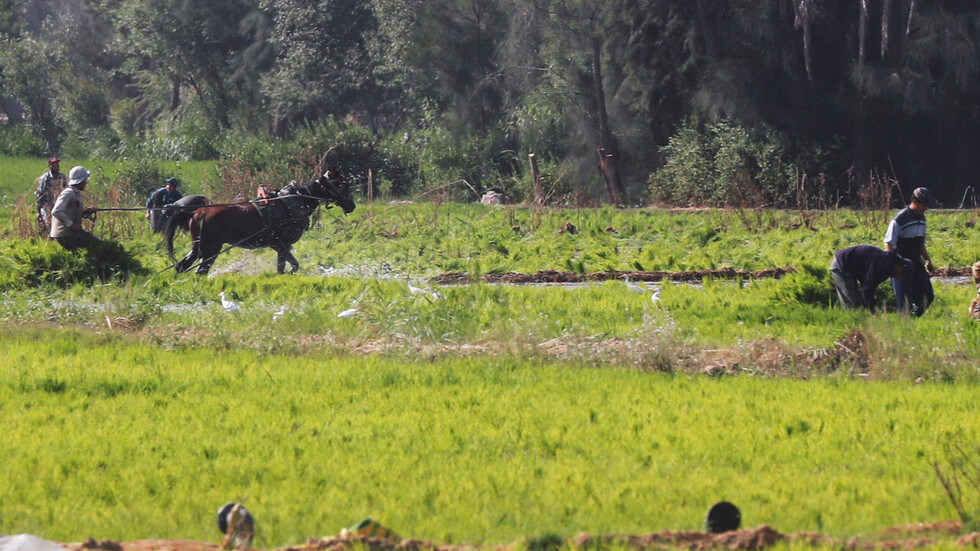 الحكومة المصرية تؤكد أن البلاد حققت الاكتفاء الذاتي من الأرز في العام 2020