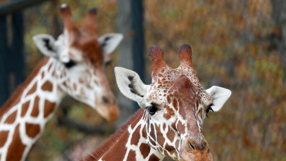 مصر.. الزرافة سوسن لن تتزوج الذكر القادم من جنوب إفريقيا