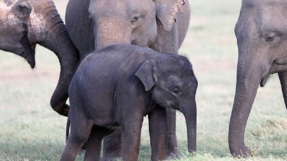 مزاد لبيع 170 فيلا في ناميبيا
