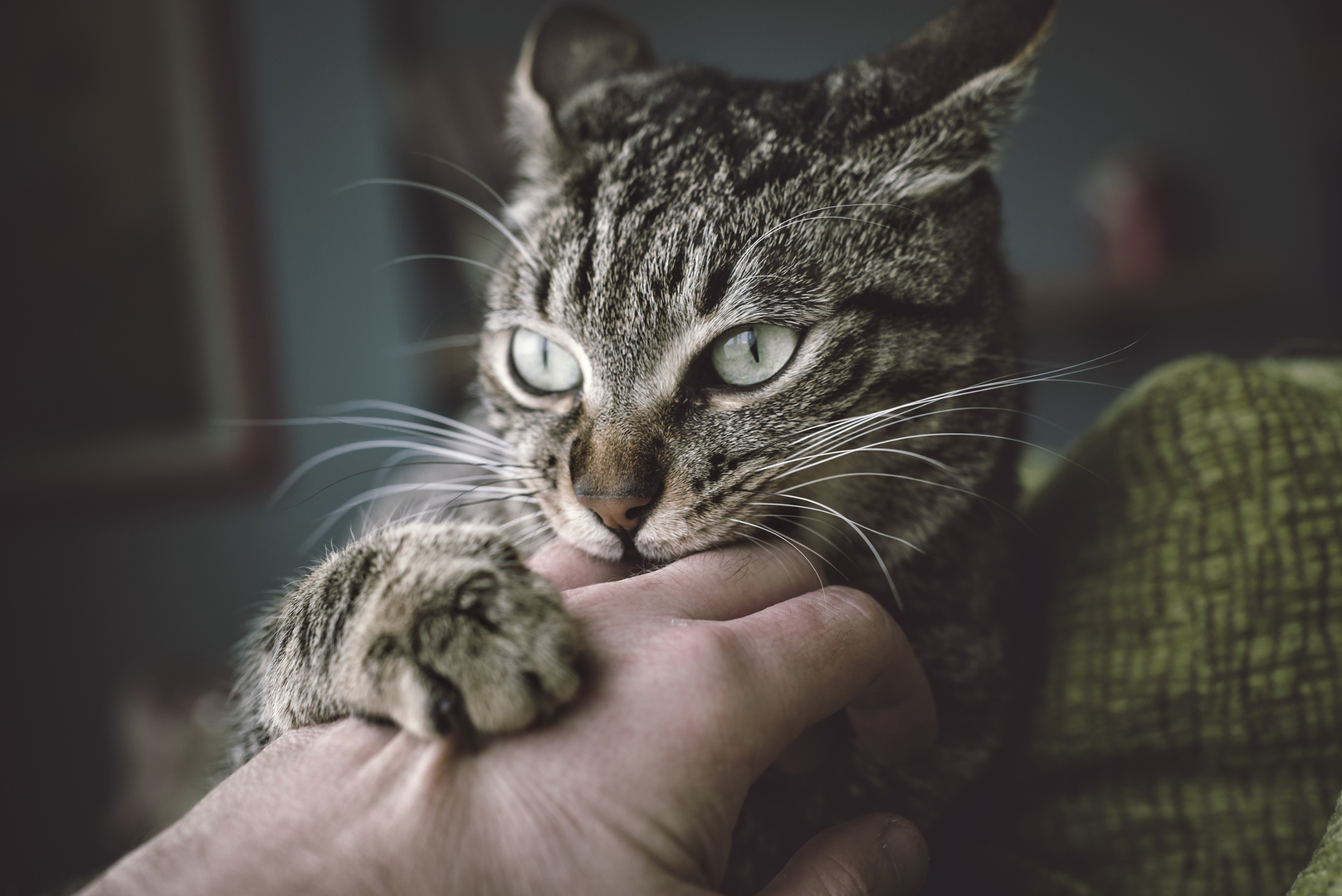 دراسة: حمى خدش القطة قد تسبب أعراض 
