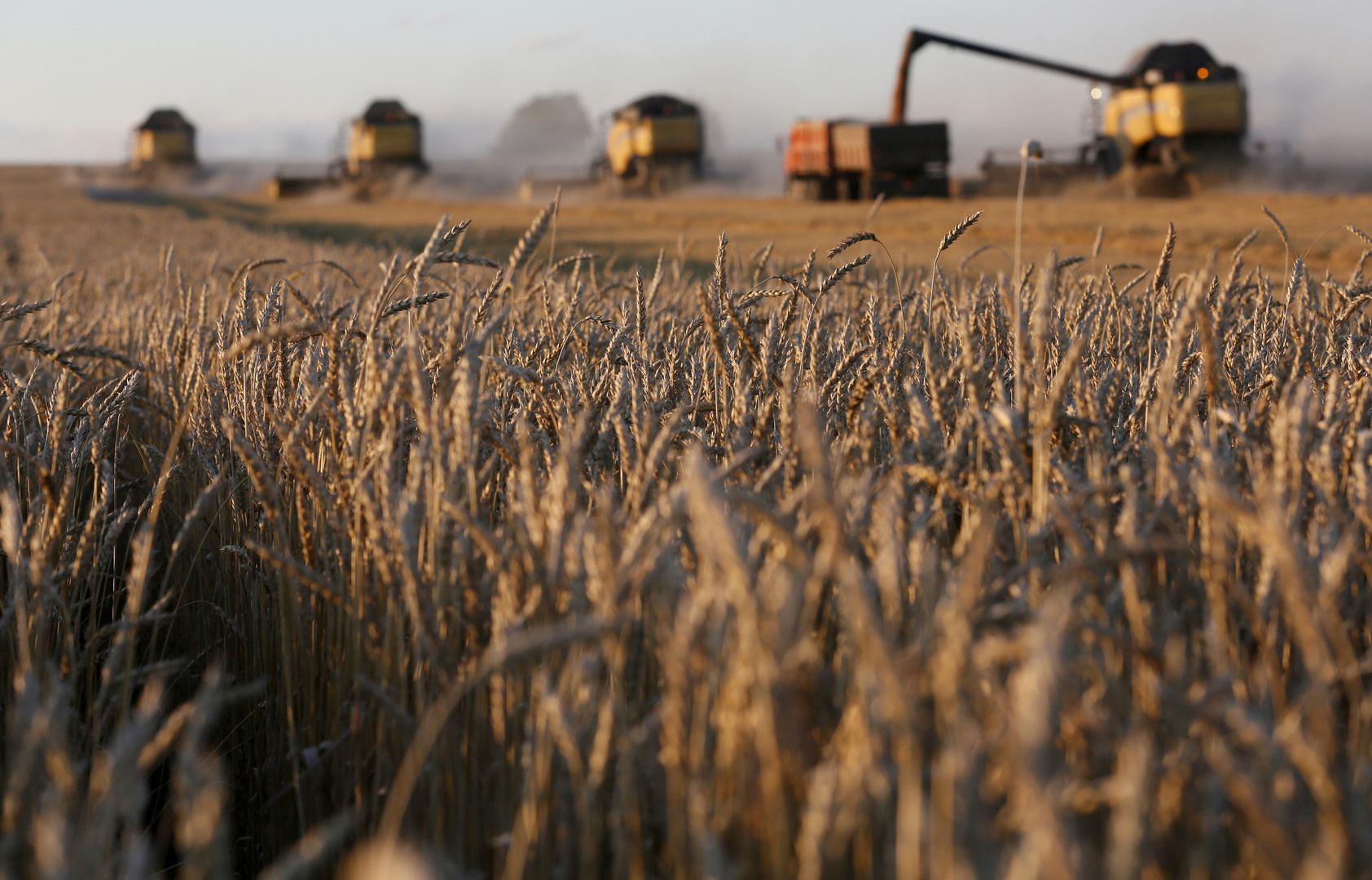 روسيا تفرض رسوما على صادرات القمح